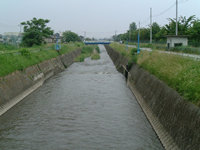 滝川用水です。